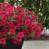 Carmine Velour Wave® Hybrid Petunia -Maximas Flower Shop 07497