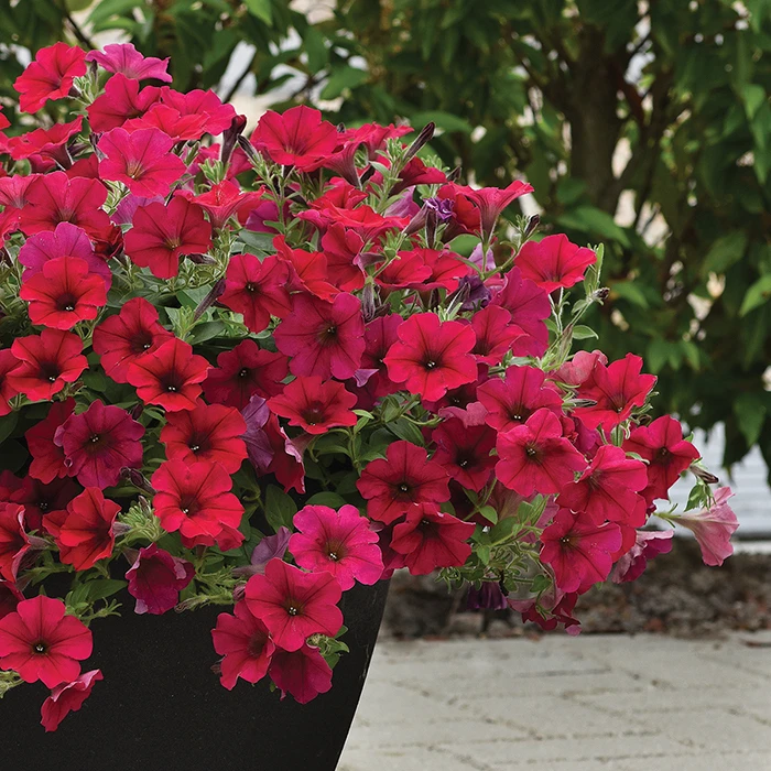 Carmine Velour Wave® Hybrid Petunia 3 Carmine Velour Wave® Hybrid Petunia
