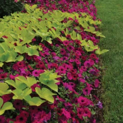 Purple Classic Hybrid Wave® Petunia