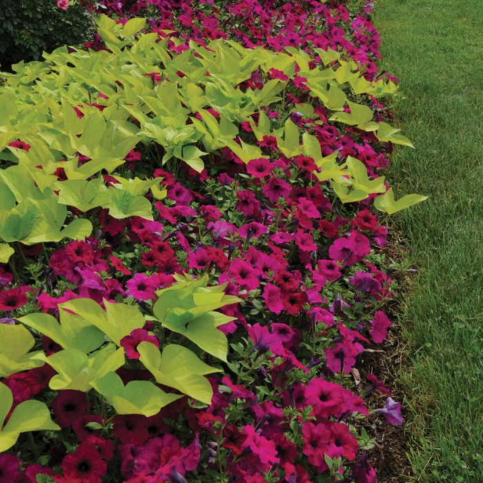 Purple Classic Hybrid Wave® Petunia 3 Purple Classic Hybrid Wave® Petunia