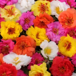 Happy Trails Hybrid Moss Roses Mix