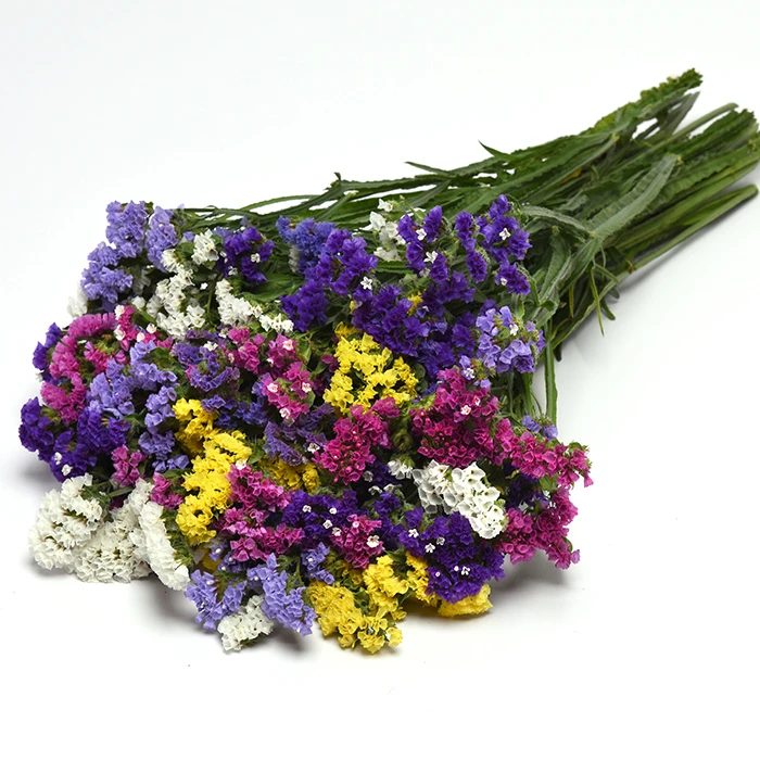 QIS Mix Statice 3 QIS Mix Statice