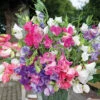 Bijou Mix Sweet Pea -Maximas Flower Shop 07877