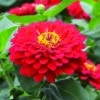 Holi™ Scarlet Hybrid Zinnia -Maximas Flower Shop 08061