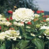 Benarys Giant White Zinnia -Maximas Flower Shop 08076