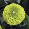 Benarys Giant Lime Zinnia -Maximas Flower Shop 08078