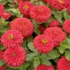 Magellan™ Coral Hybrid Zinnia 2 Magellan™ Coral Hybrid Zinnia -Maximas Flower Shop 08086