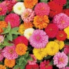 Magellan™ Mix Hybrid Zinnia -Maximas Flower Shop 08087