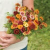 Jazzy Mix Zinnias -Maximas Flower Shop 08088