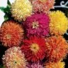 Cactus Hybrid Zinnias -Maximas Flower Shop 08095