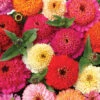 Candy Mix Zinnia 1 Candy Mix Zinnia -Maximas Flower Shop 08097