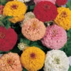 Oklahoma Mix Zinnia -Maximas Flower Shop 08100