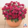 Double Hot Cherry Profusion Hybrid Zinnia -Maximas Flower Shop 08109 AAS