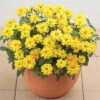 Double Yellow Profusion Hybrid Zinnia -Maximas Flower Shop 08110