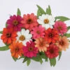 Profusion All Color Hybrid Mix Zinnia -Maximas Flower Shop 08120