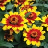 Profusion Red Yellow Hybrid Zinnia -Maximas Flower Shop 08121