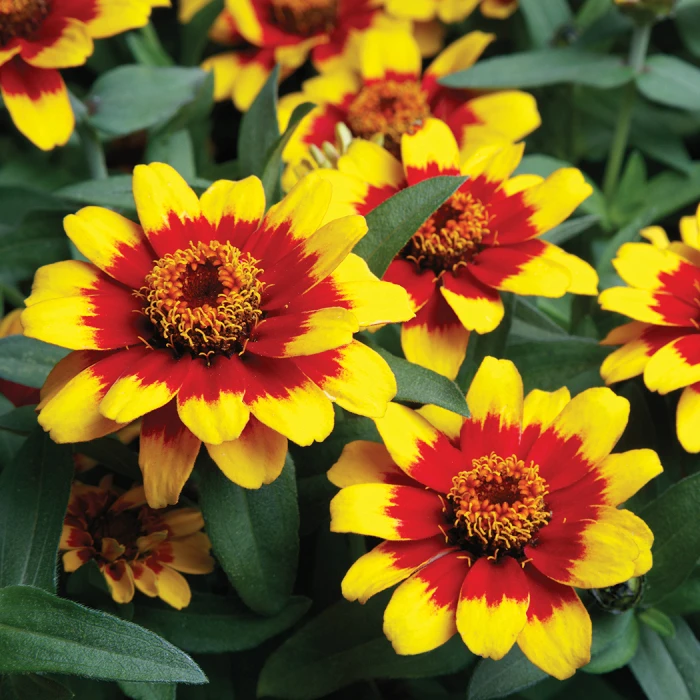 Profusion Red Yellow Hybrid Zinnia 3 Profusion Red Yellow Hybrid Zinnia