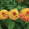 Queeny Lime Orange Hybrid Zinnia -Maximas Flower Shop 08139