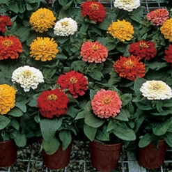 Short Stuff Hybrid Zinnia