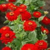 Cherry Queen Super Giant Zinnia 2 Cherry Queen Super Giant Zinnia -Maximas Flower Shop 08149