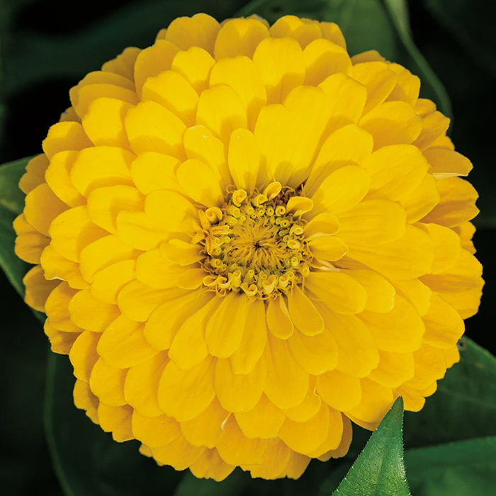 Daffodil Super Giant Zinnia 3 Daffodil Super Giant Zinnia