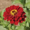Super Giant Meteor Zinnia 2 Super Giant Meteor Zinnia -Maximas Flower Shop 08153