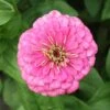 Enchantress Super Giant Zinnia -Maximas Flower Shop 08154