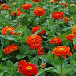 Orange King Super Giant Zinnia