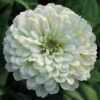 Purity Super Giant Zinnia 1 Purity Super Giant Zinnia -Maximas Flower Shop 08159