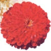 Will Rogers Super Giant Zinnia -Maximas Flower Shop 08162