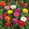 Super Giant Zinnia Mix