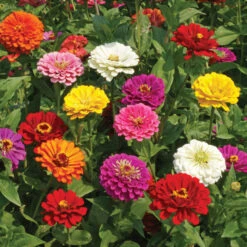 Super Giant Zinnia Mix