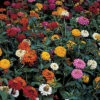 Thumbelina Zinnia -Maximas Flower Shop 08176 Zinnia ThumbelinaMix