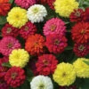 Zahara® Double Mix Zinnia -Maximas Flower Shop 08182