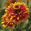 Zowie!™ Yellow Flame Zinnia -Maximas Flower Shop 08190