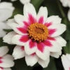 Starlight Rose Zahara® Zinnia -Maximas Flower Shop 08197