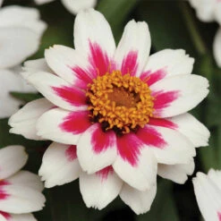Starlight Rose Zahara® Zinnia