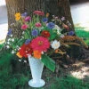 Various Garden Splendor Annual Flower Mix