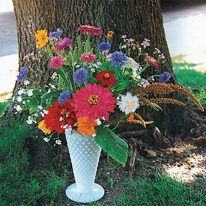 Various Garden Splendor Annual Flower Mix 3 Various Garden Splendor Annual Flower Mix