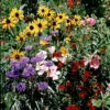 Various Bird And Butterfly Wildflower Mix -Maximas Flower Shop 08220