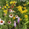 Various Native Perennial Wildflower Mix -Maximas Flower Shop 08223