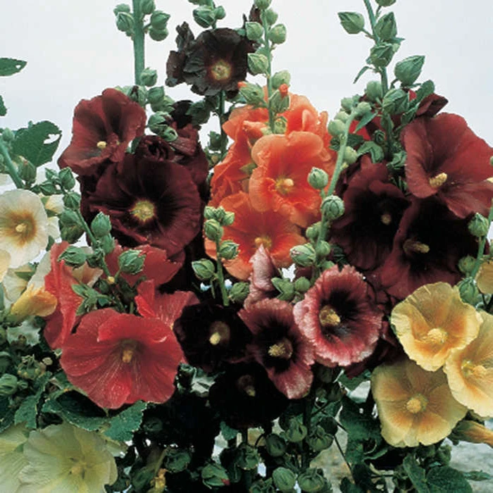 Single Old Fashioned Mix Hollyhock 3 Single Old Fashioned Mix Hollyhock