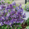 Earlybird Purple Blue Columbine -Maximas Flower Shop 08362 Aquilegia EarlybirdPurpleBlue