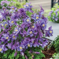 Earlybird Purple Blue Columbine