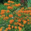 Orange Butterfly Weed -Maximas Flower Shop 08467