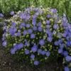 Rapido Blue Campanula 2 Rapido Blue Campanula -Maximas Flower Shop 08544