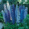 Blue Fountains Delphinium 1 Blue Fountains Delphinium -Maximas Flower Shop 08657