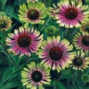 Green Twister Echinacea -Maximas Flower Shop 08755