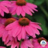 PowWow® Wild Berry Echinacea -Maximas Flower Shop 08762 AAS