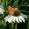 PowWow® White Echinacea